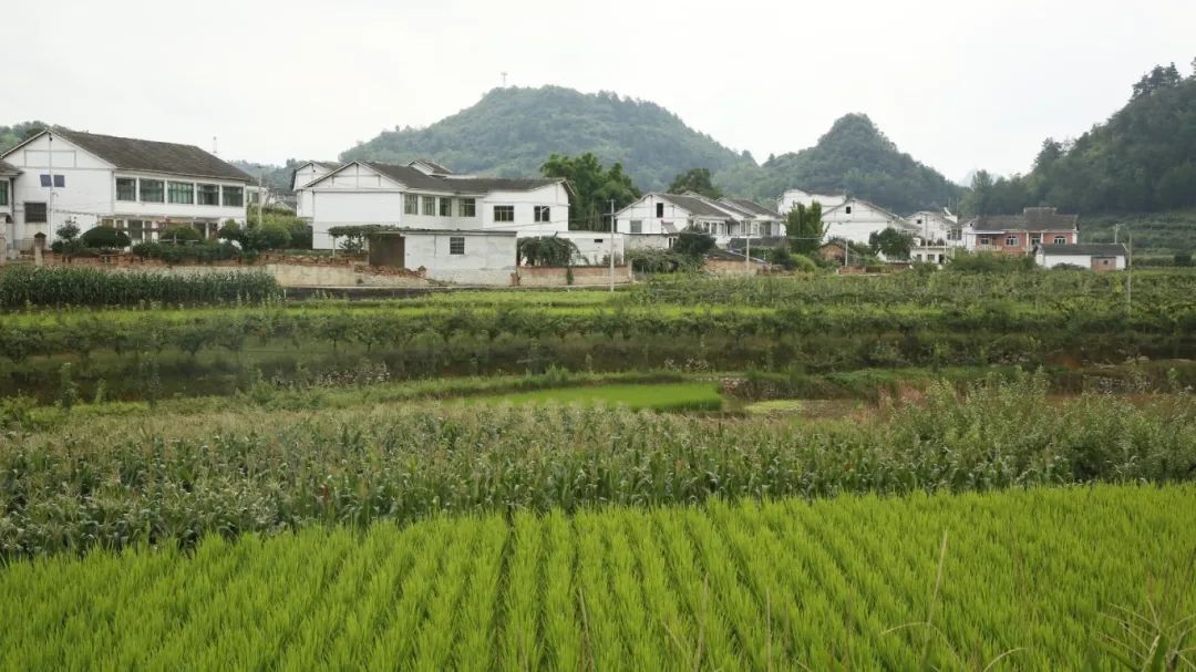 修文县折溪村：备足“清凉套餐” 迎接八方来客